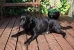 James, labrador, met efavet 660 volledig hersteld van atopie